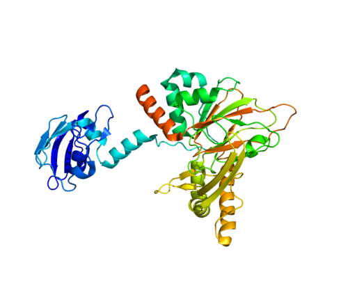 Gamma-butyrobetaine dioxygenase